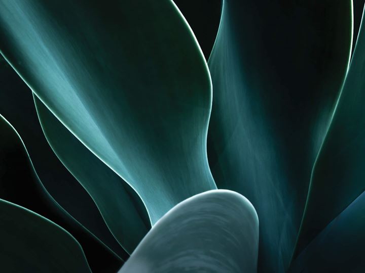 Close-up of dark green leaves