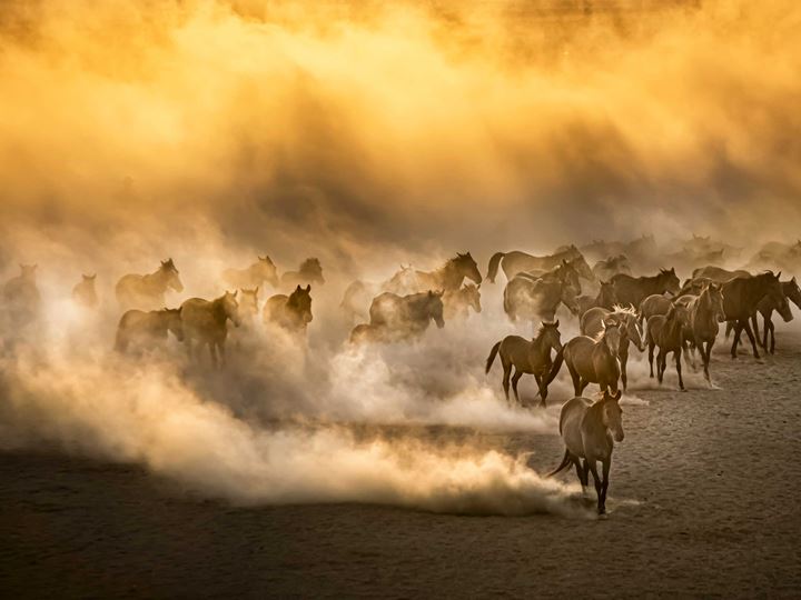 Navigating the Year of the Horse